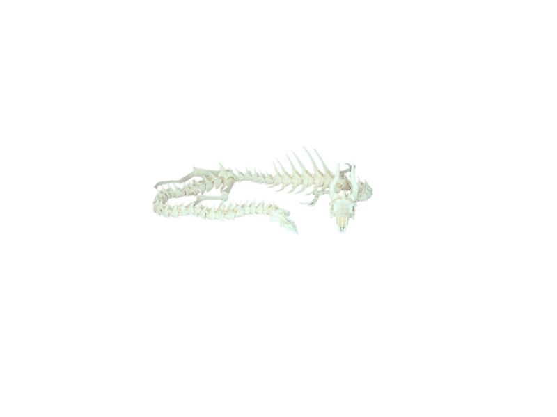 Flexi Skeleton Dragon
