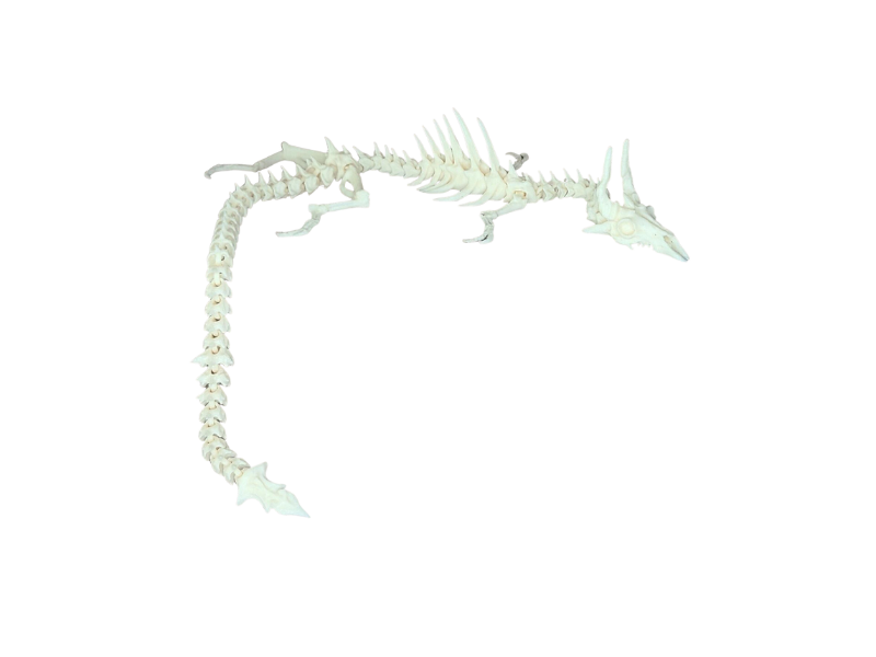 Flexi Skeleton Dragon